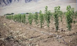 کاشت ۱/۵ میلیون اصله نهال در کرمانشاه به مناسبت هفته منابع طبیعی