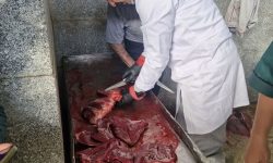 لاشه گاو مبتلا به سپتی‌سمی در سنقروکلیایی ضبط و امحا شد