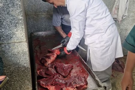 لاشه گاو مبتلا به سپتی‌سمی در سنقروکلیایی ضبط و امحا شد